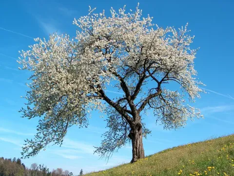 cherry.webp
